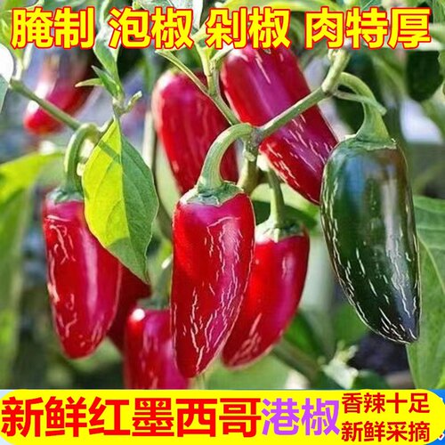 精选新鲜港椒墨西哥辣椒泡椒香辣薄皮肉厚当季农家自种5斤红辣椒