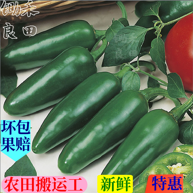 墨西哥腌制哈雷派尼奥子弹头辣椒