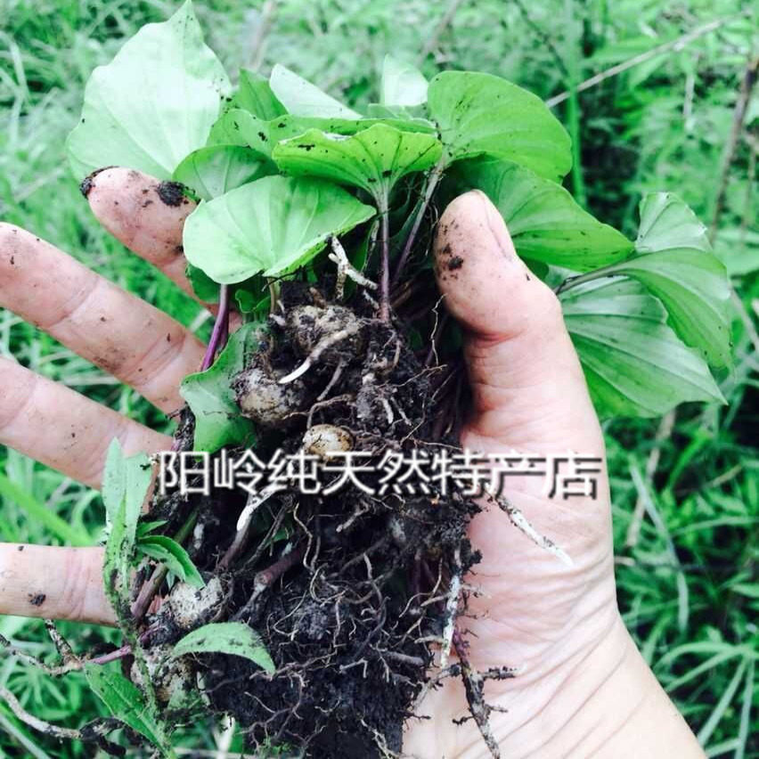 阳山青天葵新鲜货500克起野生煲汤煲水