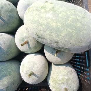 2025现摘新鲜小冬瓜当季 时令蔬菜香冬瓜高山糯面挂霜节毛水果东瓜