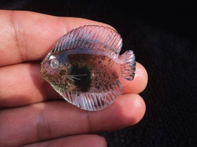 晶山角商城天然绿幽灵千层幽灵小鱼吊坠 高39×36×12mm18.2g