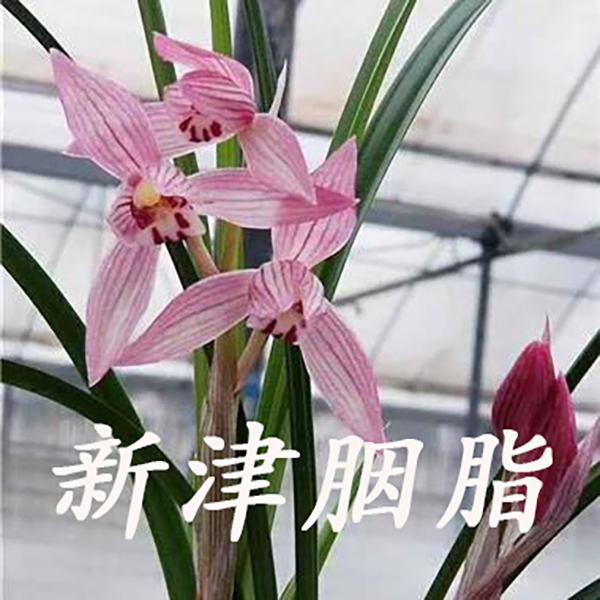 名品（春剑）好养室内兰花阳台观花浓香植物花卉绿植盆栽国兰名品