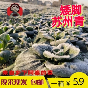 【正宗农家矮脚苏州青】霜冻软糯软和香甜田间现采新鲜