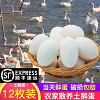 正宗土鹅蛋新鲜农家散养鹅蛋 当 现 新鲜大鹅蛋去孕妇批发个12装