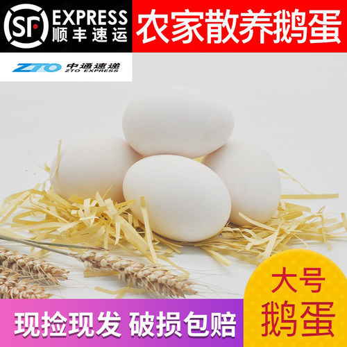 新鲜山东农家散养顺丰批发鹅蛋