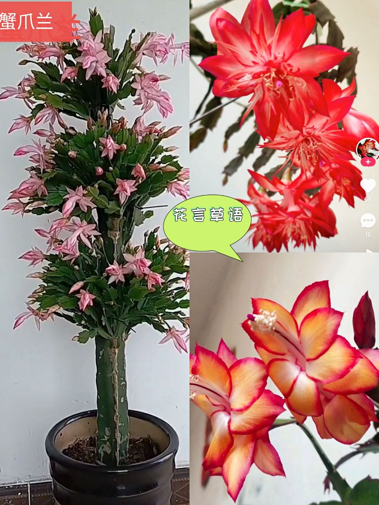 新品进口蟹爪兰多色重瓣嫁接包对版正品当年开花绿植花卉盆栽阳台