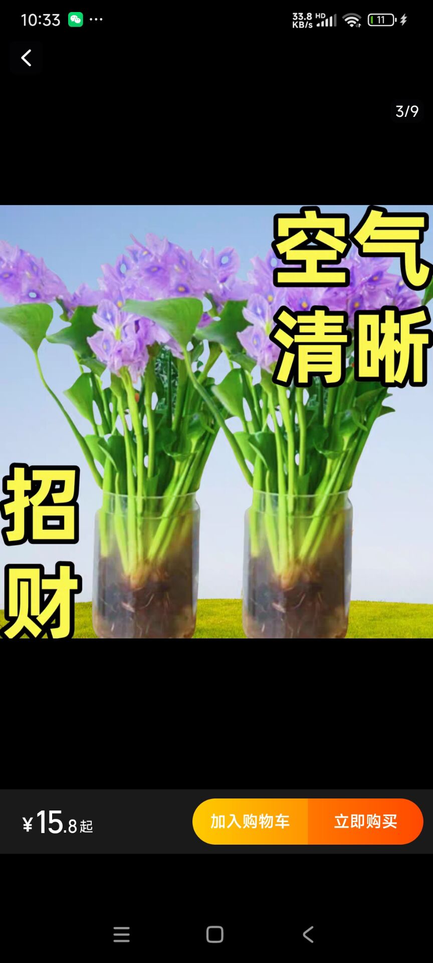 招财元宝盆栽水培植物室内净化空气懒人易养花卉绿植摆放