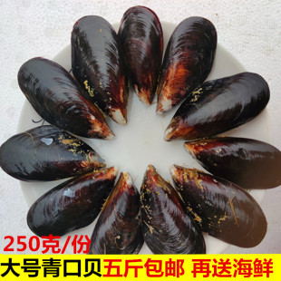 海鲜水产新鲜青口贝 鲜活大海虹 淡菜海捕贻贝大号海鲜包邮海虹肉