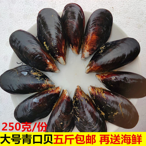 海鲜鲜活青口贝海捕无沙5斤包邮