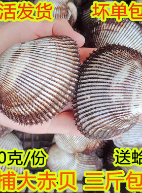 海鲜鲜活大赤贝刺身料理海捕包邮