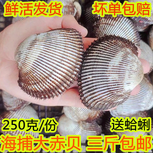 海鲜鲜活大赤贝海捕新鲜大毛蚶野生大毛蛤血蛤日料刺身连云港水产