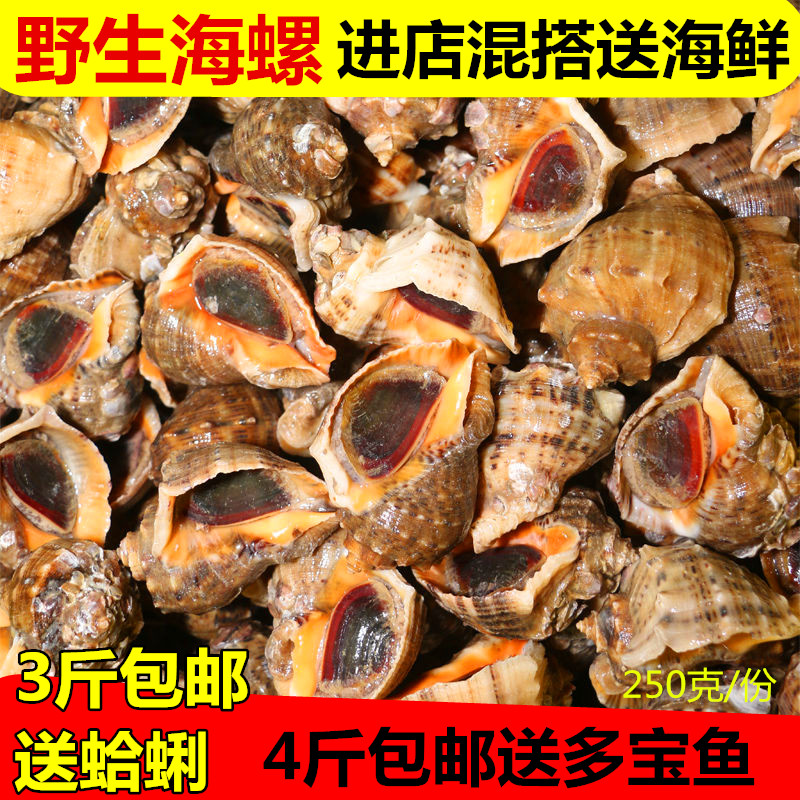 鲜活大海螺新鲜海捕无沙3斤包邮