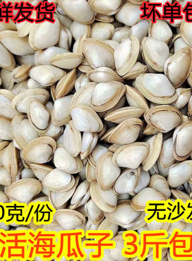 鲜活海瓜子海捕无沙发货3斤包邮