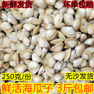 连云港海鲜鲜活海瓜子新鲜无沙海沙子白瓜子小蛤蜊小花甲海捕贝类