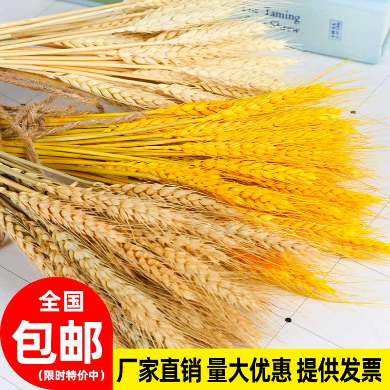 大麦穗天然植物拍照道具花束麦穗