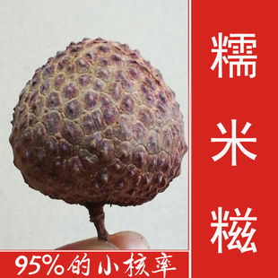 2025年新货广东特级荔枝干糯米枝非鸡嘴荔/桂味500g个大肉厚 核小
