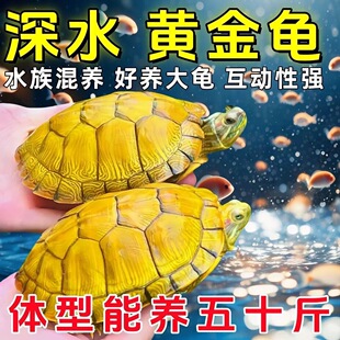 乌龟巴西龟小乌龟活物龟龟苗宠物龟水龟大乌龟黄金光龟好养招财龟
