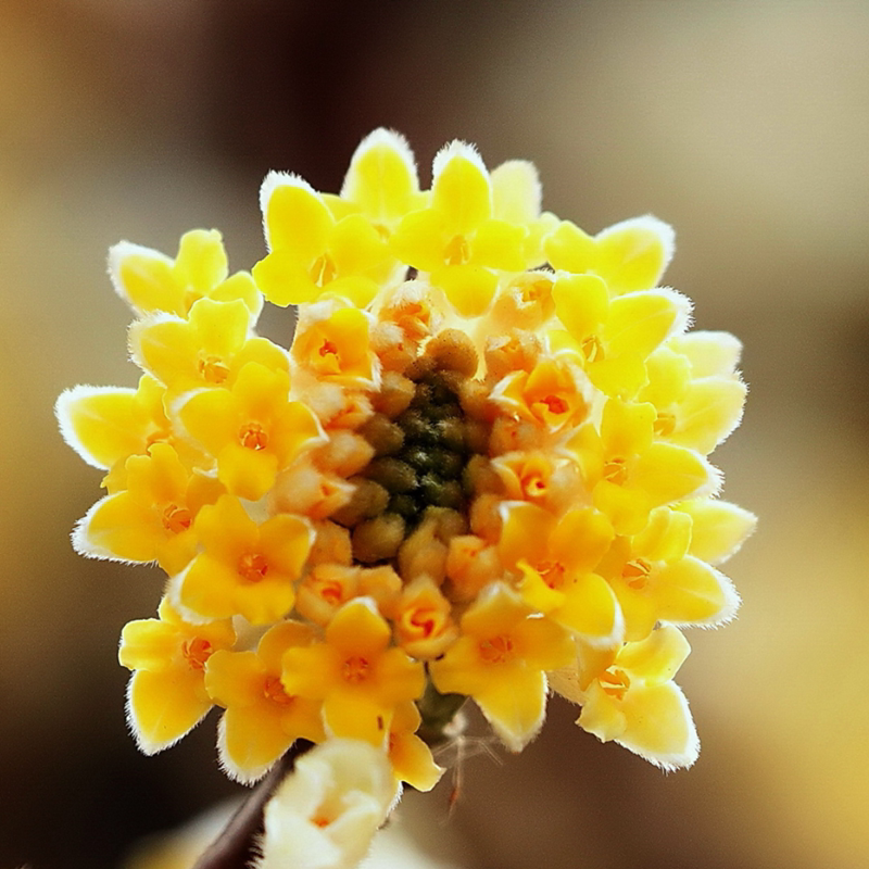 结香花绿萝花水源区产区