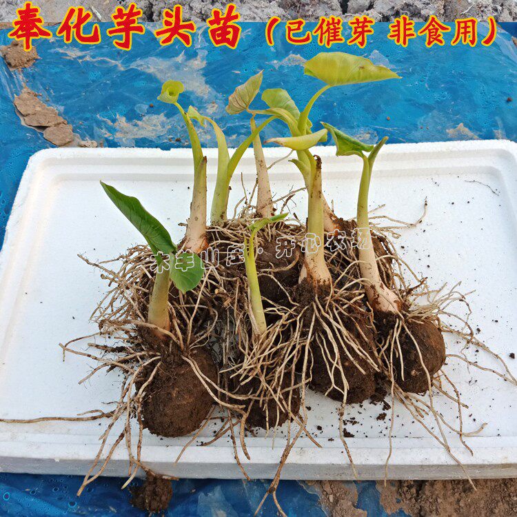 奉化芋头苗已催芽 蔬菜苗南瓜丝瓜西葫芦西红柿茄子辣椒宁波奉化