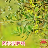 油橄榄苗木阿尔波萨纳 Arbosana早果庭院行道建园带钵油用景观树