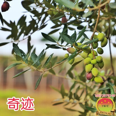 矮化密植油质优良中橄榄早实抗涝