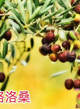 油橄榄苗木格洛桑Grossane庭院行道建园带钵常绿景观果油多用树