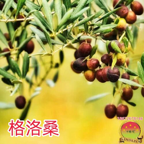 早实适应性强中橄榄修剪压力小