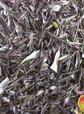 油橄榄干叶 食药化工茶饮养鱼保健等原料提取橄榄苦苷 干燥橄榄叶