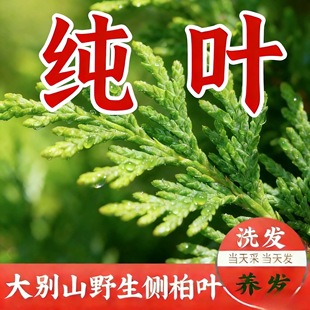 新鲜现采野生柏树枝叶阴干正宗粉洗头乌发防脱养发生