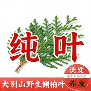 野生新鲜现摘侧柏叶扁柏叶柏树枝叶洗头发养发护法泡酒烟熏腊肉