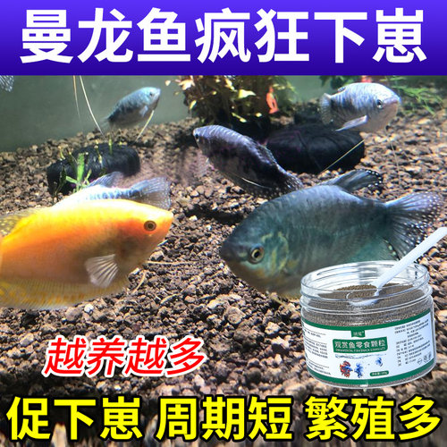 曼龙鱼饲料专用促繁殖下崽鱼食爆满缸蓝曼龙鱼孔雀鱼增色小型鱼粮