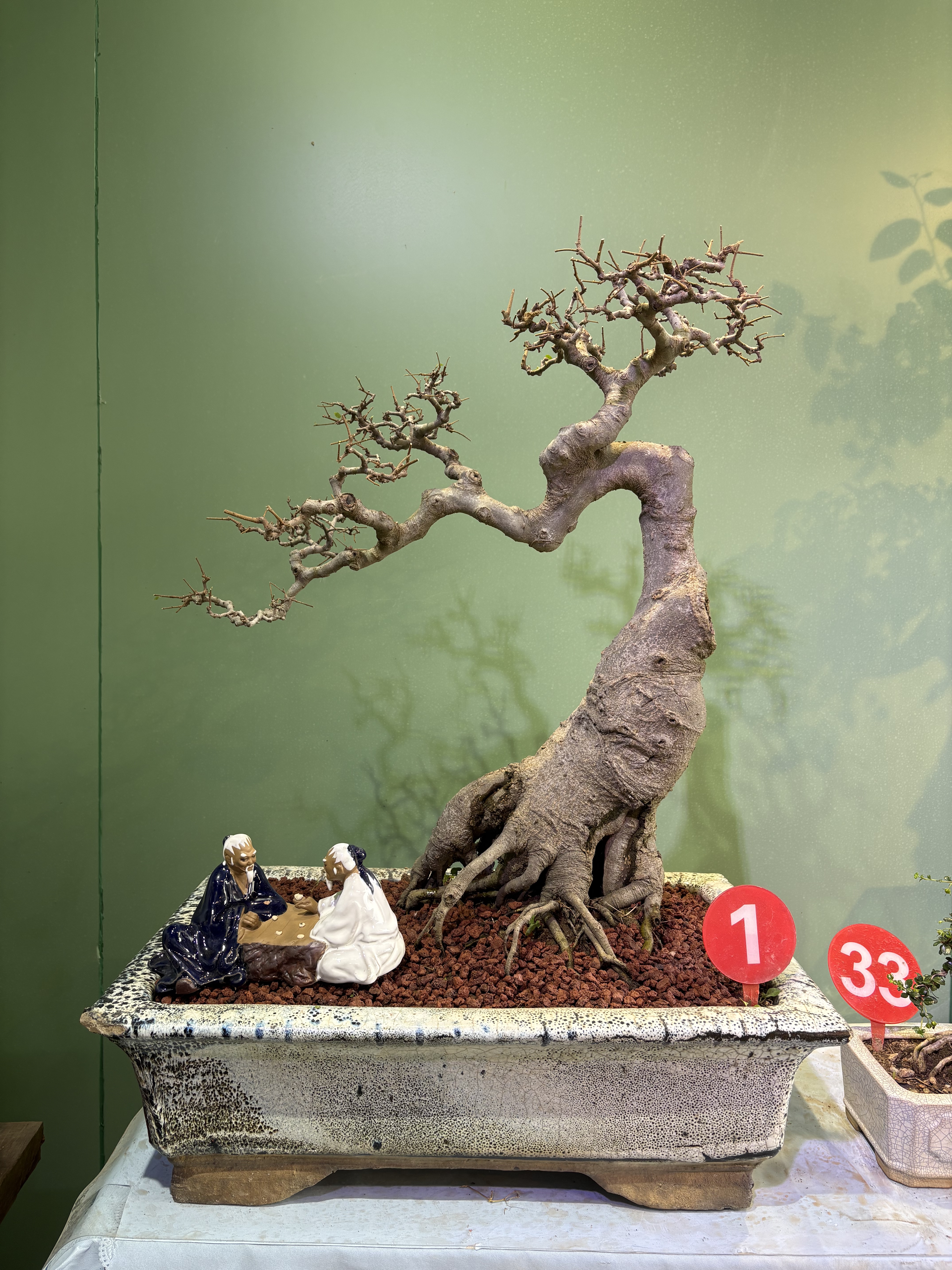 岭南年功老桩朴树造型盆景室内阳台办公室绿植盆栽