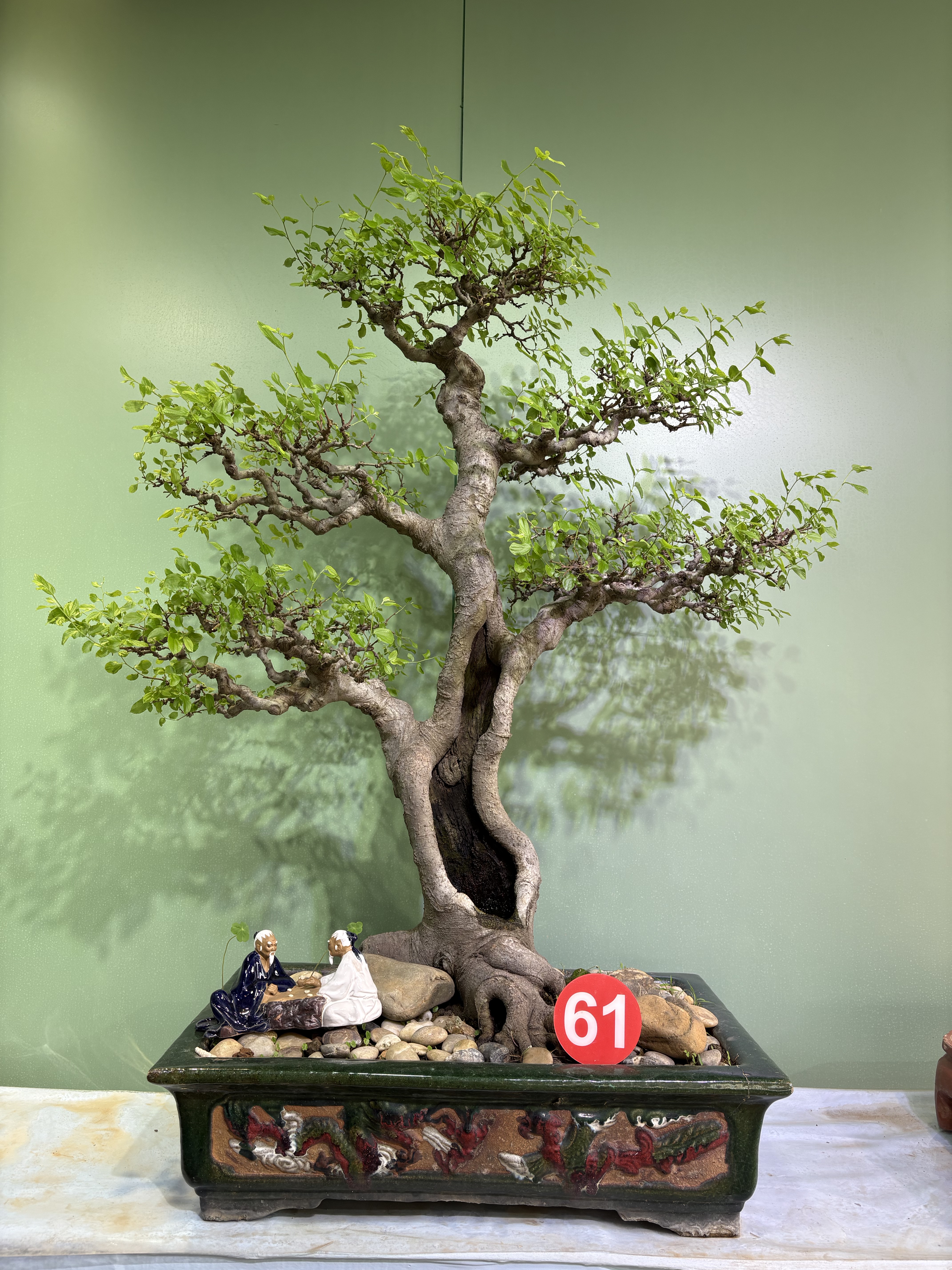 岭南岭南艺术盆景原生老桩朴树相思树室内客厅办公室庭院绿植盆栽