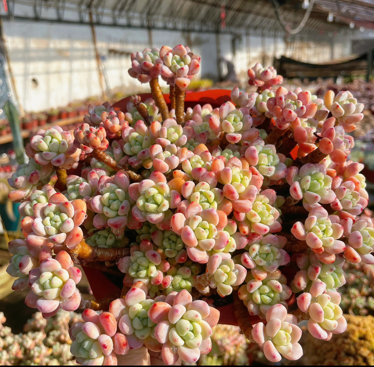 劳尔多头老桩  20cm  好看易养活,鲜花速递/花卉仿真/绿植园艺,多肉植物,淘宝优惠券,粉丝福利购,淘宝优惠卷