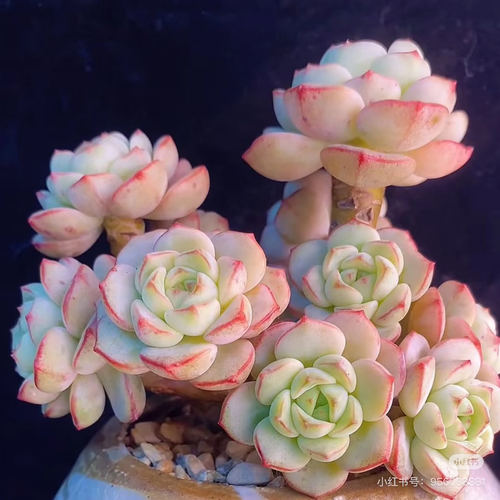 香草多肉 植物图片仅供参考（发两颗）