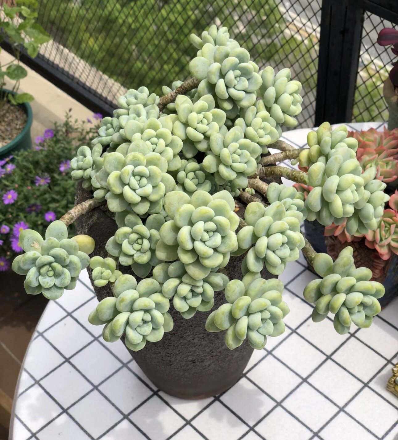 劳尔  多肉植物基地直发多肉植物