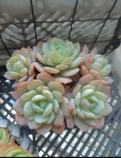 恋曲老桩（发货三头）  精品多肉植物