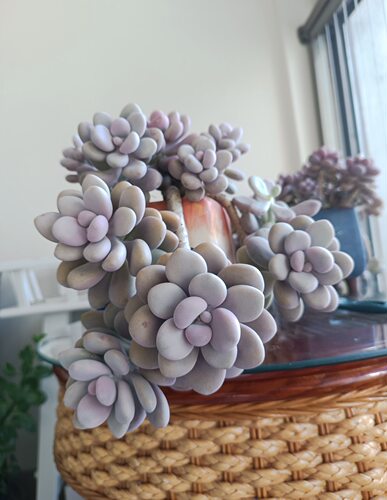 桃美人小老桩 少量库存（买一发两颗）