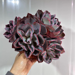 老桩晚霞多头  精品多肉植物