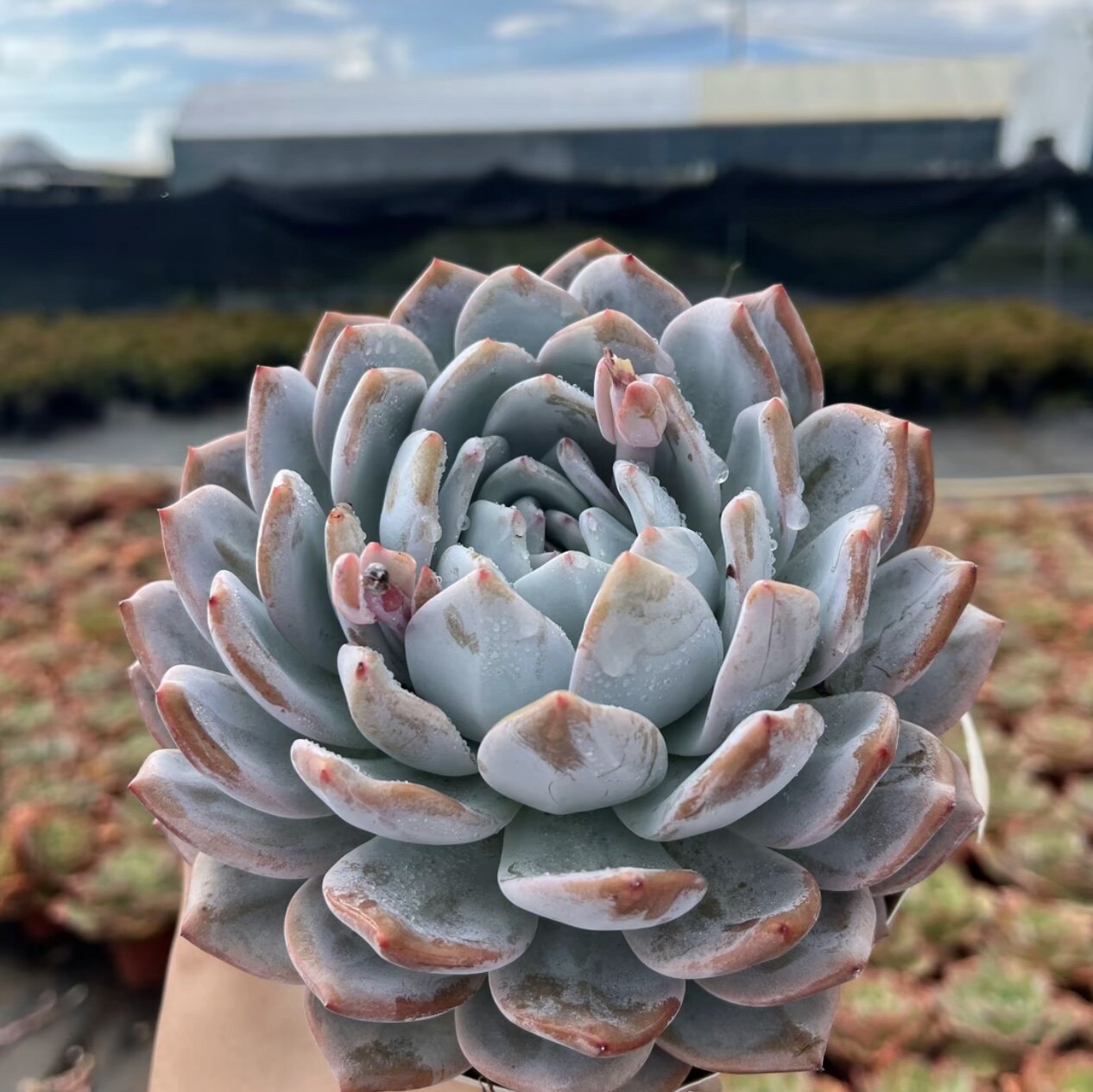 橙梦露 好养 精品多肉（单头）