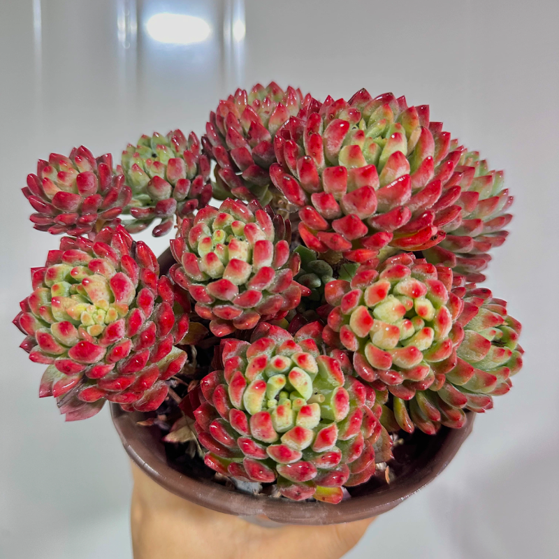 蓝苹果整桩多头群生  精品多肉,鲜花速递/花卉仿真/绿植园艺,多肉植物,淘宝优惠券,粉丝福利购,淘宝优惠卷