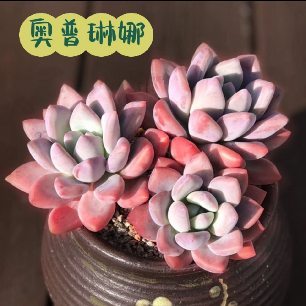 奥普老桩多肉植物（主图为状态图发货以直播间为准）,鲜花速递/花卉仿真/绿植园艺,多肉植物,淘宝优惠券,粉丝福利购,淘宝优惠卷