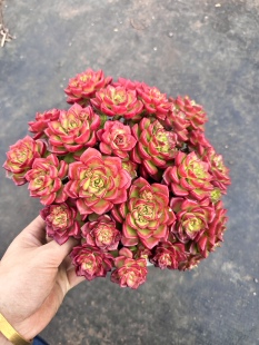 老桩玫瑰蒂亚  精品多肉植物  整桩