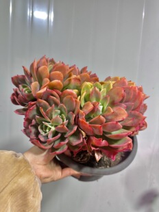 绮罗朵朵精品多肉植物