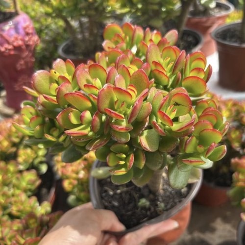 老桩摇钱树多肉植物  好看易养活