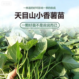 临安天目山小香薯苗红薯藤蔬菜秧苗馨香种植地瓜板栗番薯红苕山芋