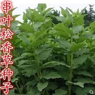 精装串叶松香草种子 多年生猪牛羊鹅畜禽牧草籽 香槟菊花草