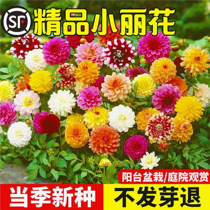 小丽花种子重瓣大籽四季易
