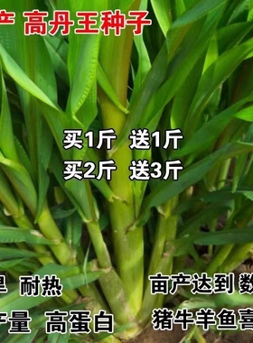 高丹王草种籽苏丹草草籽杂交四季高产养殖猪牛羊兔鱼草牧草种子