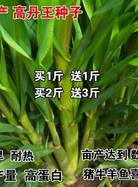 高丹王草种籽苏杂交四季产养